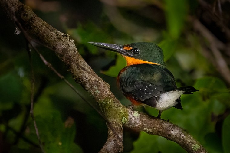 053 Noord Pantanal, groene dwergijsvogel.jpg